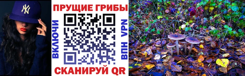 Псилоцибиновые грибы GOLDEN TEACHER  Высоцк 